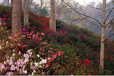 任天堂进一步收缩俄罗斯业务 关闭油管俄语频道 